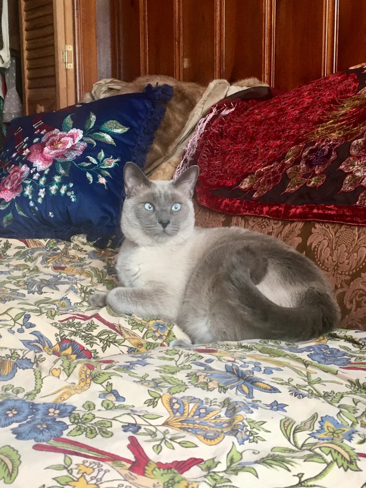 Lost cat in New Orleans, LA, 70117