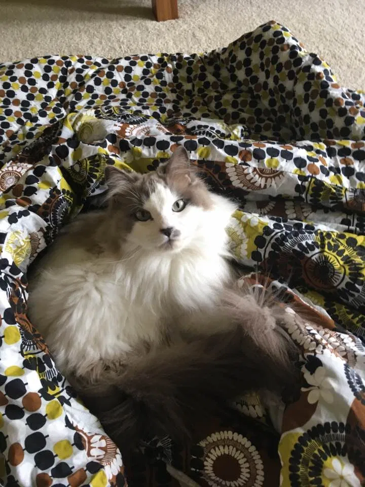 Lost cat in Little Rock, AR, 72223