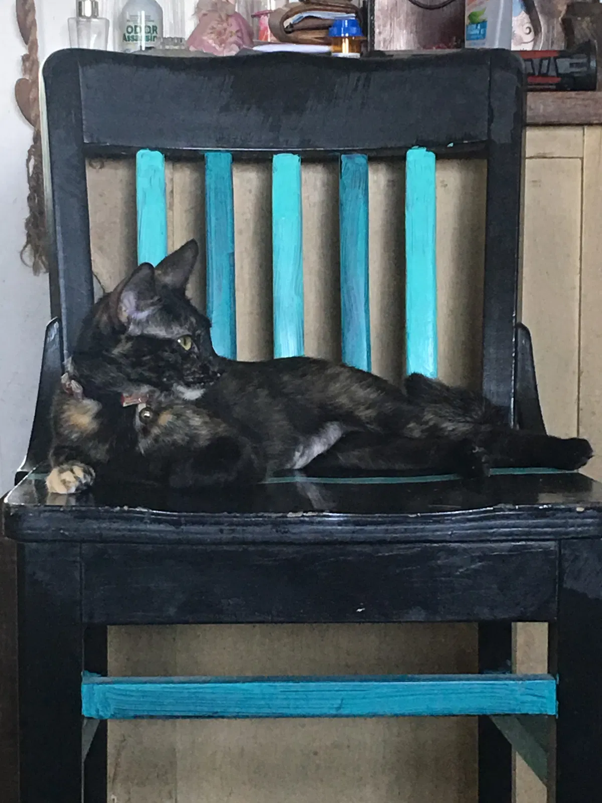 Lost cat in Sanger, TX, 76266