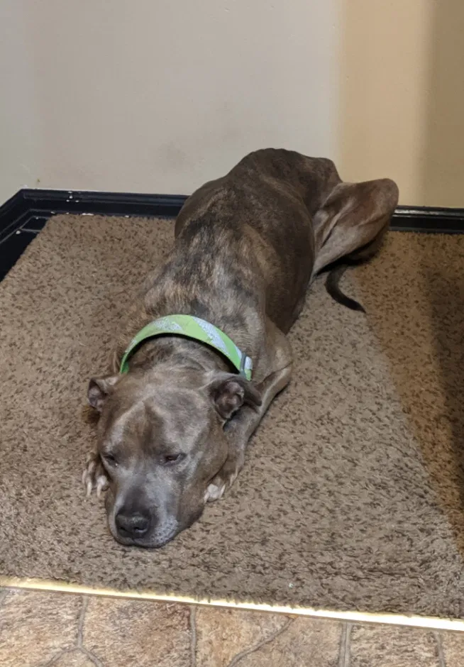 Lost dog in Colorado Springs, CO, 80918