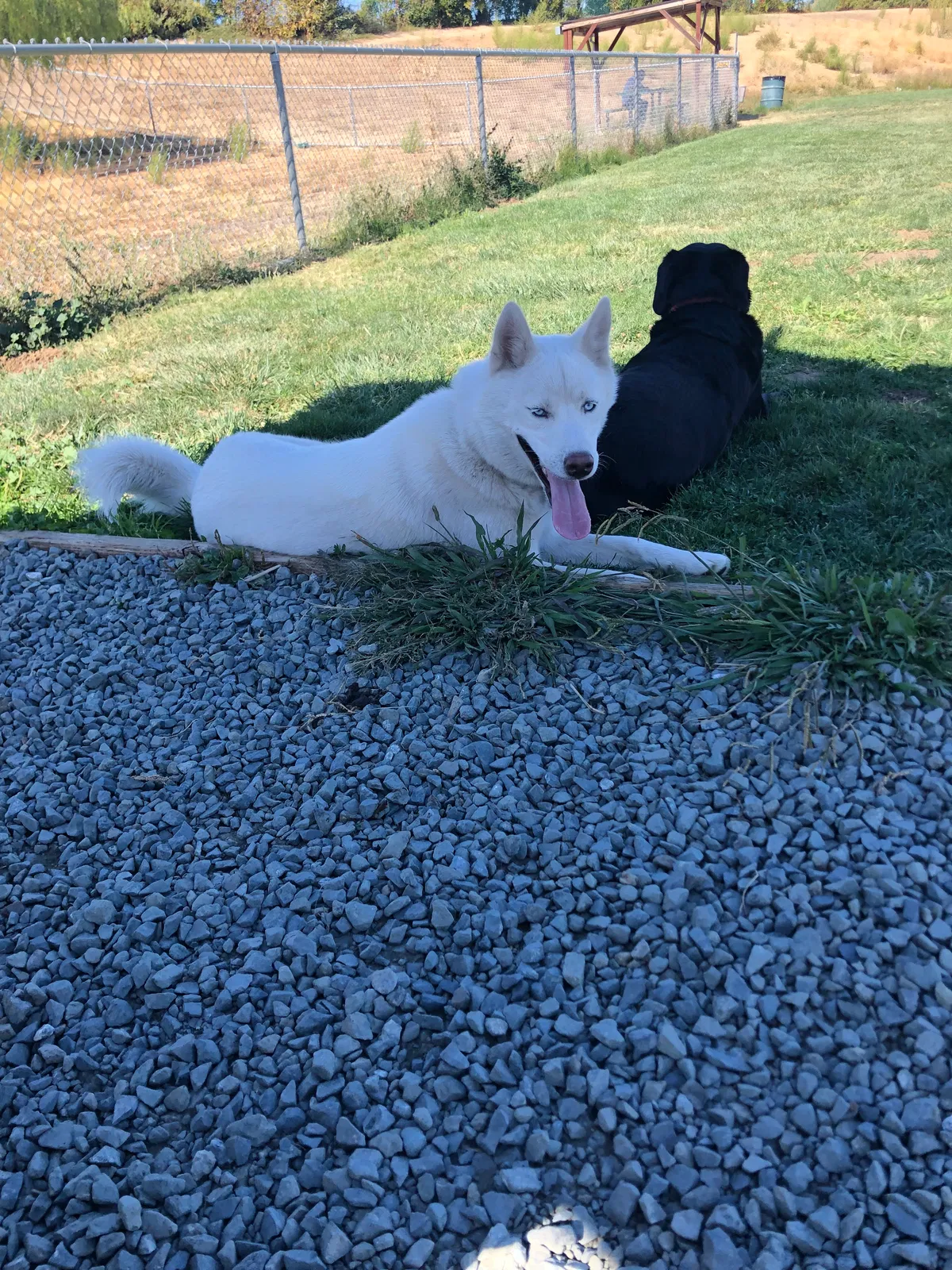 Lost dog in Pittsburg, CA, 94565