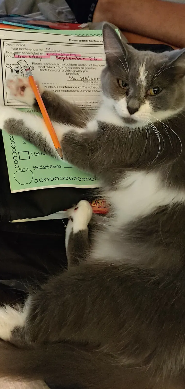 Lost cat in Cincinnati, OH, 45246