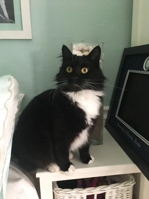 Lost cat in Sacramento, CA, 95819