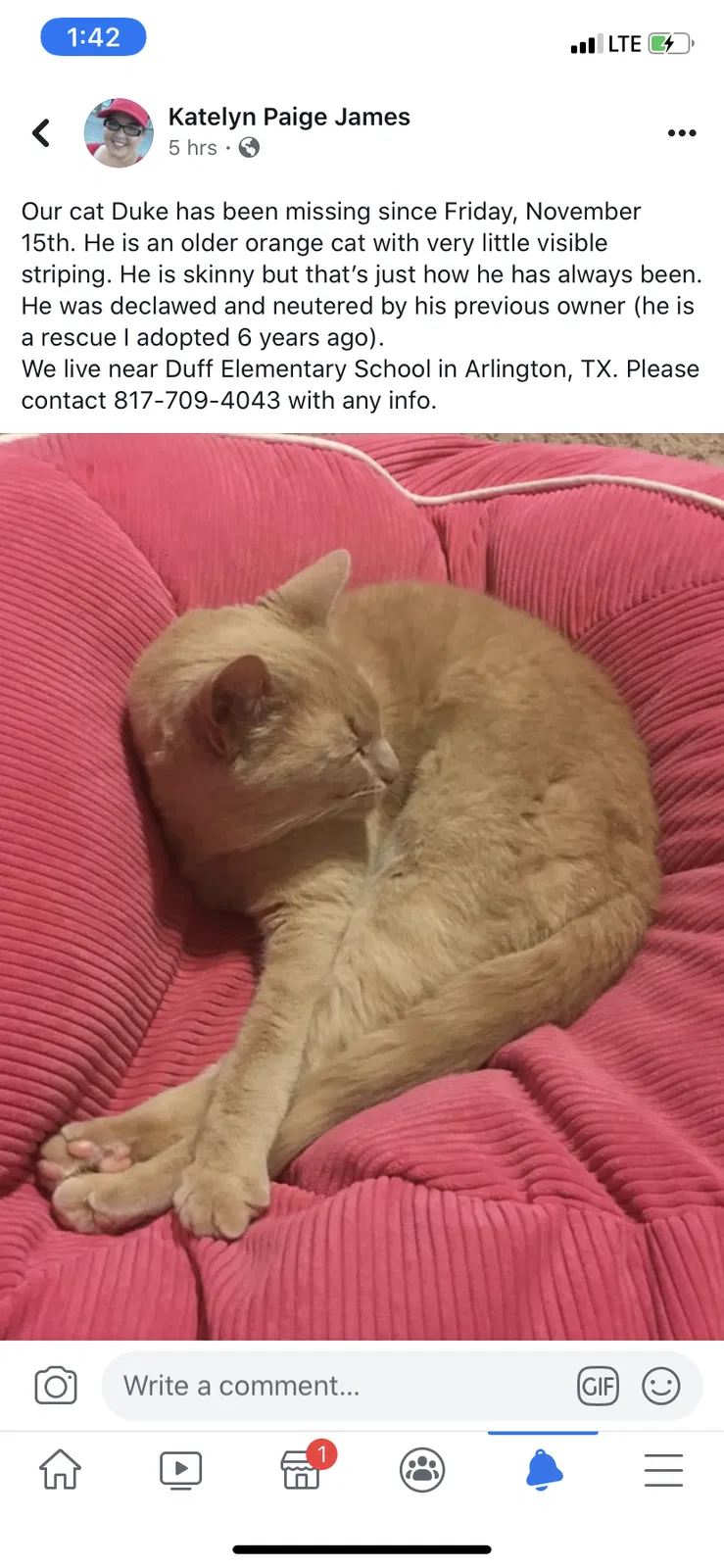 Lost cat in Arlington, TX, 76013