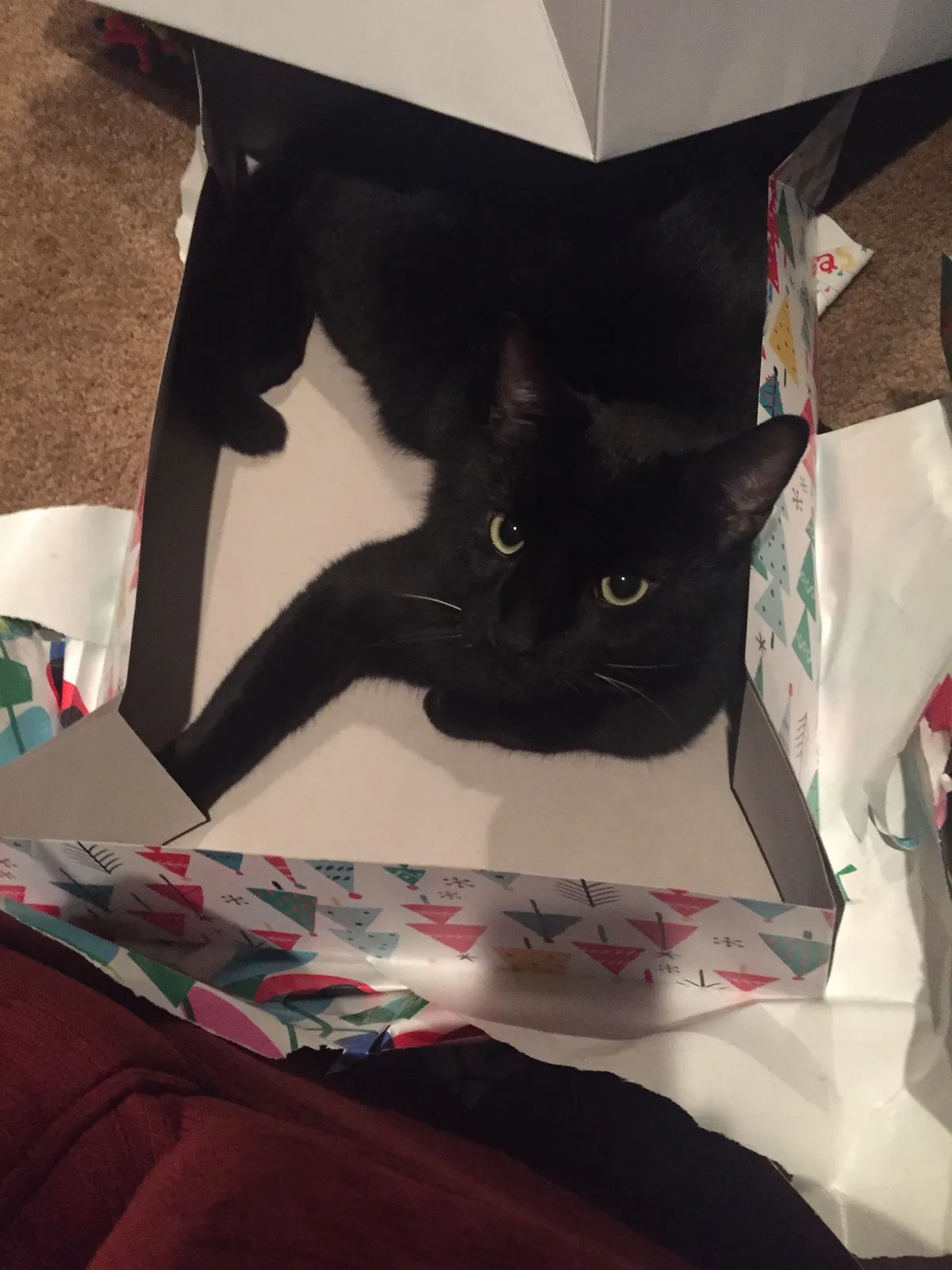 Lost cat in Wichita, KS, 67210