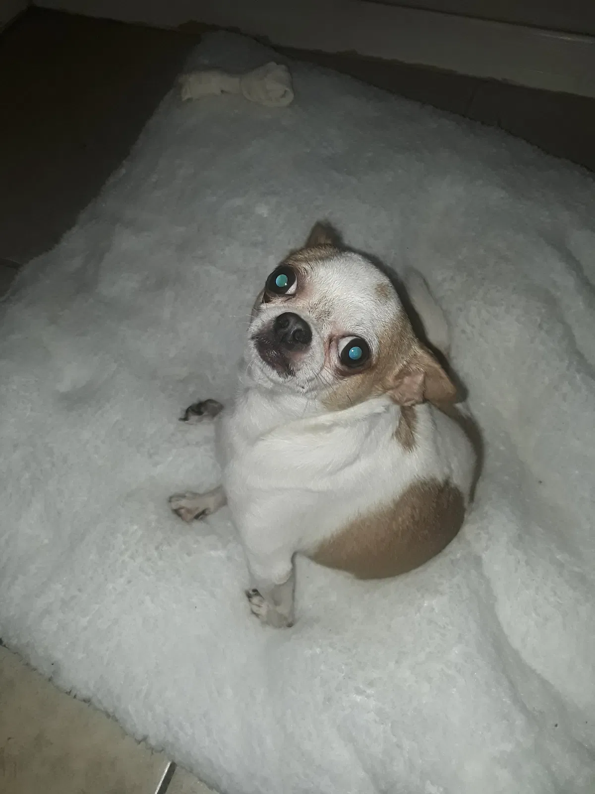 Lost dog in Tampa, FL, 33613