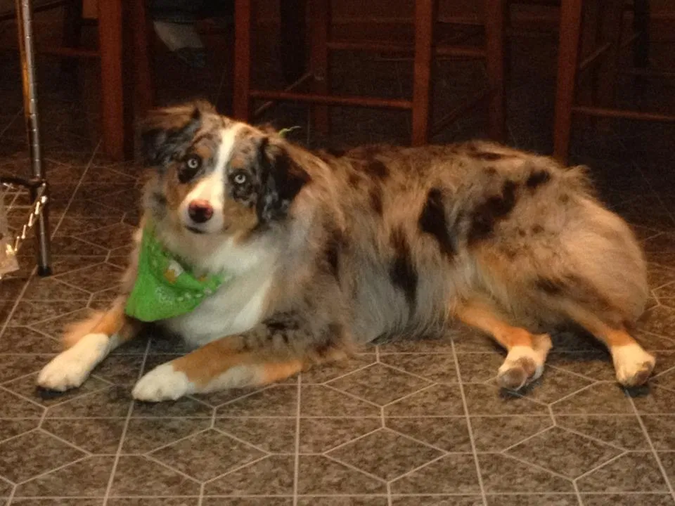 Lost dog in Bellefontaine, OH, 43311