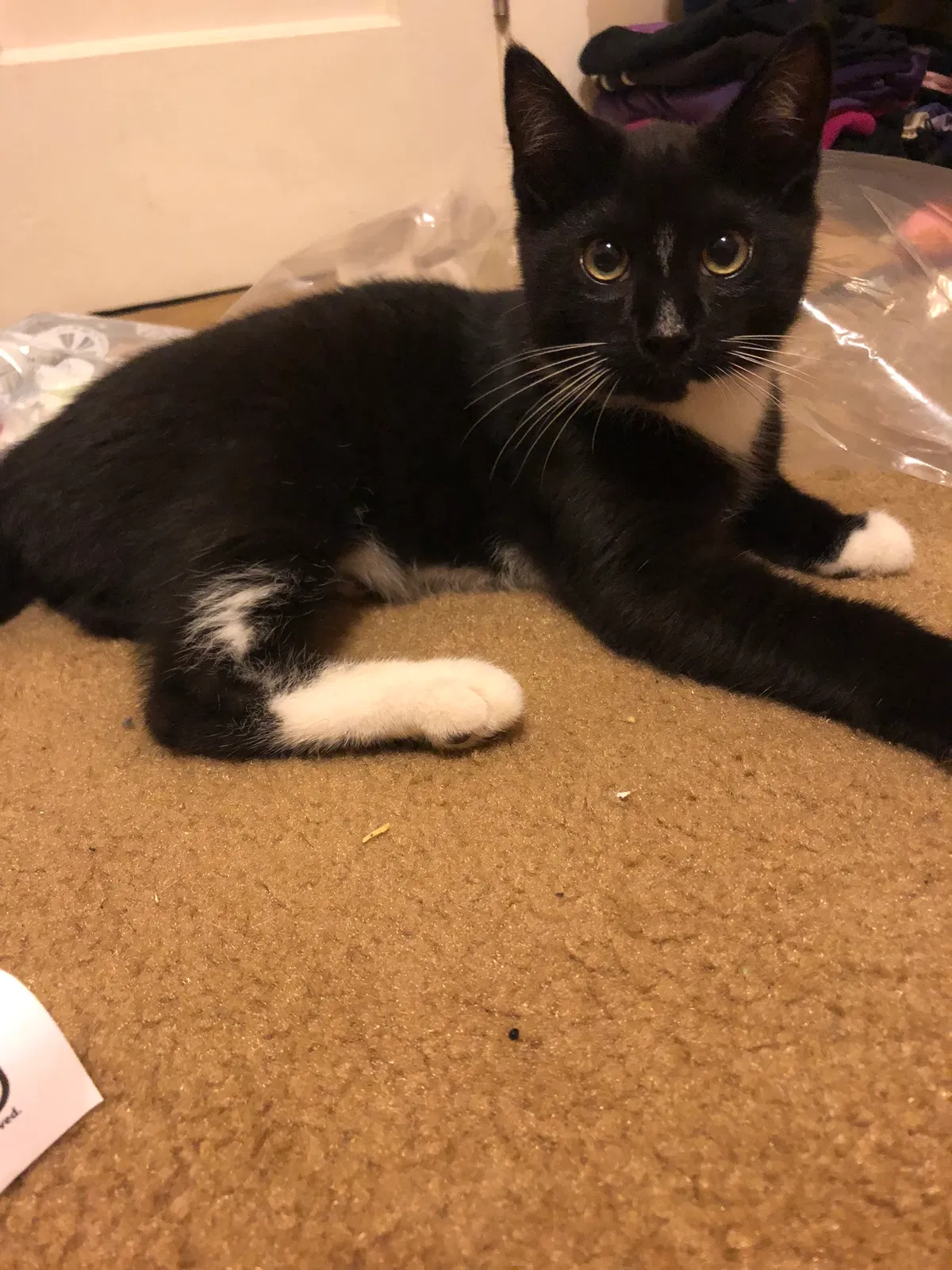 Lost cat in Collingswood, NJ, 8108