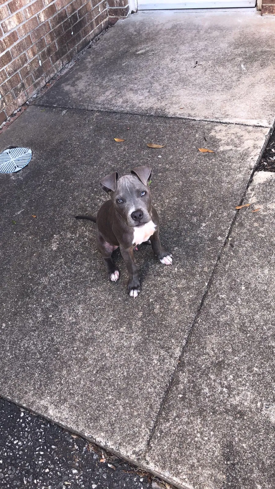 Lost dog in Lyman, SC, 29365