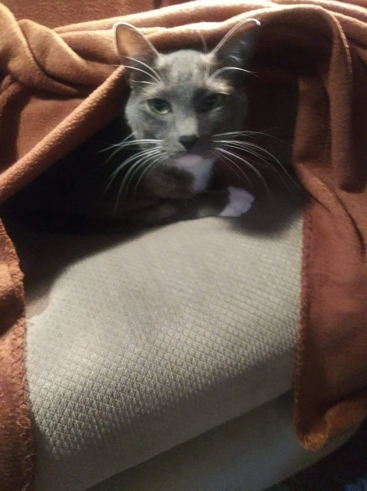Lost cat in Topeka, KS, 66611