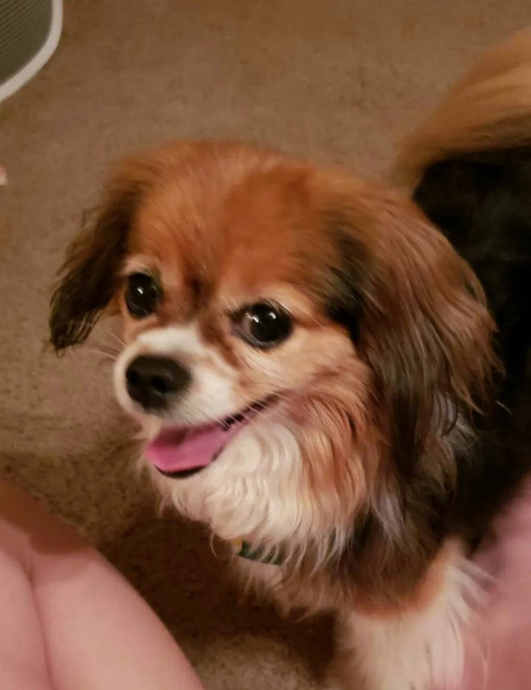Lost dog in Vancleave, MS, 39565