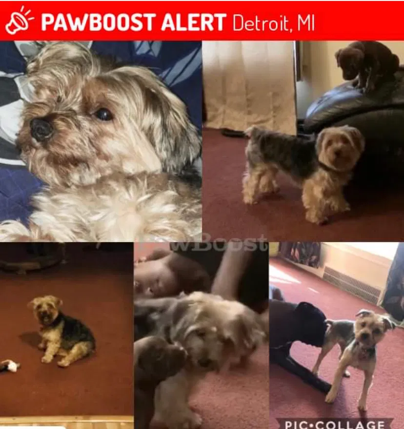 Lost dog in Detroit, MI, 48228