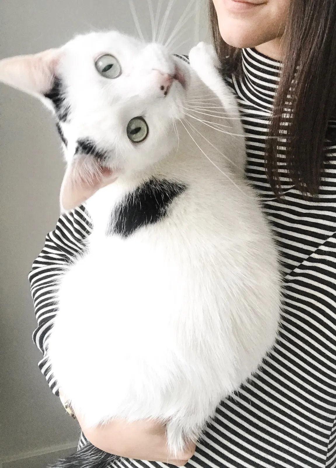 Lost cat in American Fork, UT, 84003