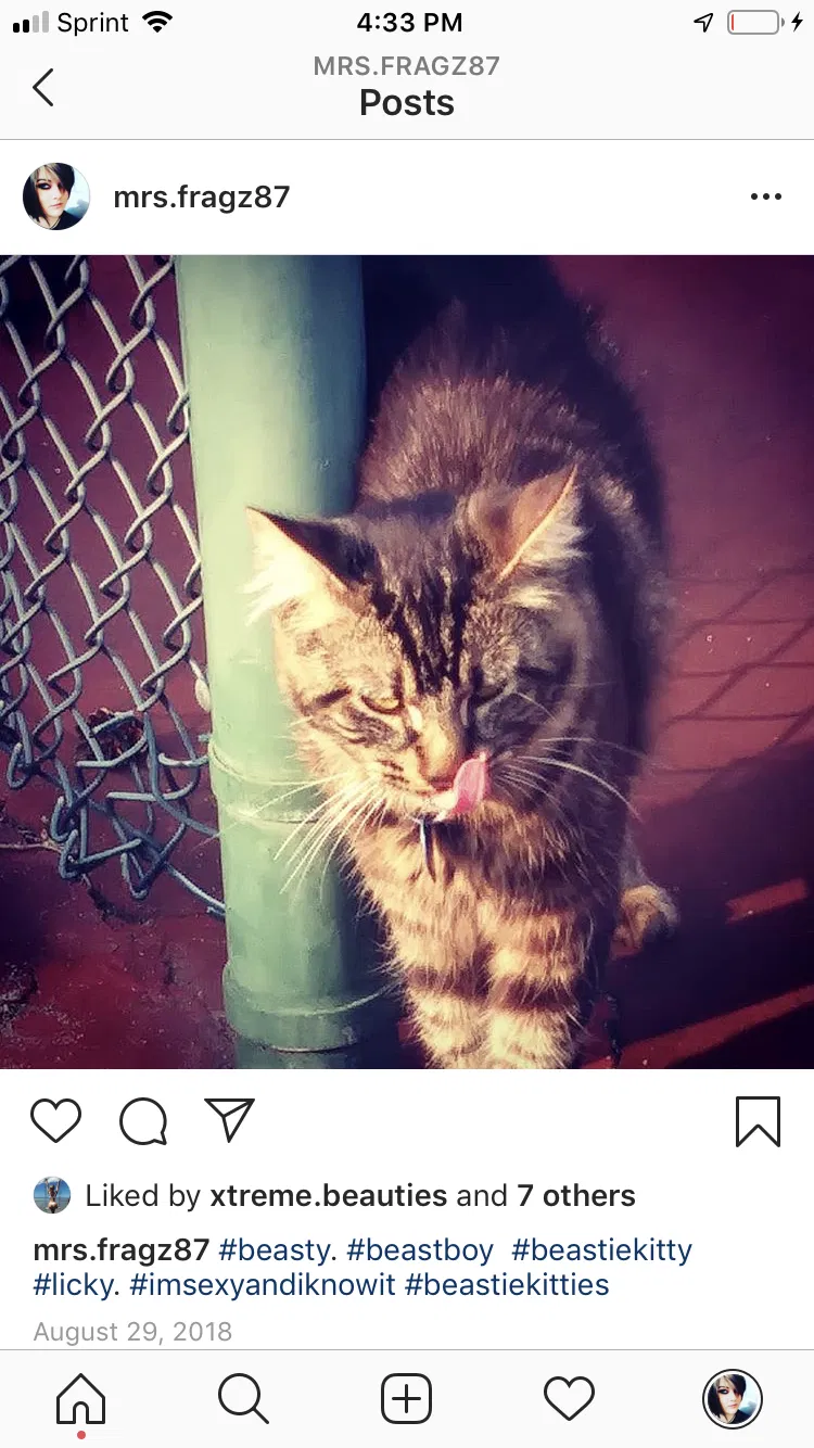 Lost cat in Mountlake Terrace, WA, 98043