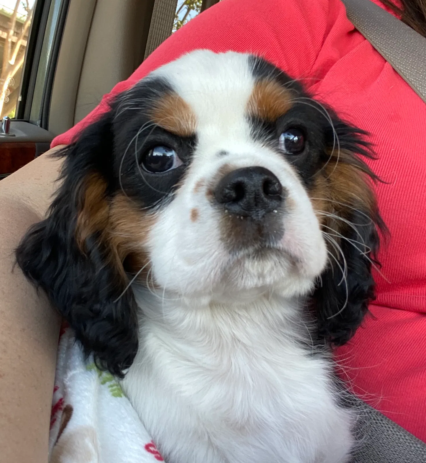 Lost dog in El Cajon, CA, 92020