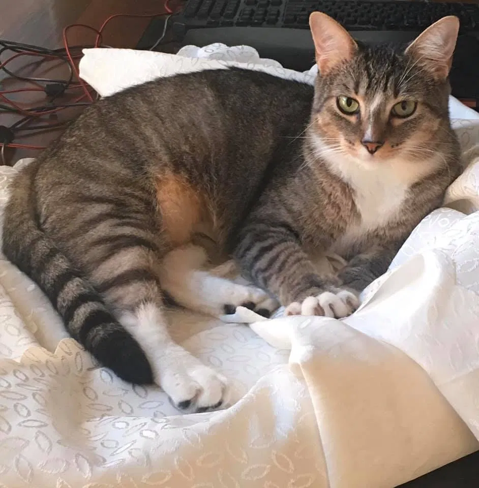 Lost cat in Round Rock, TX, 78664