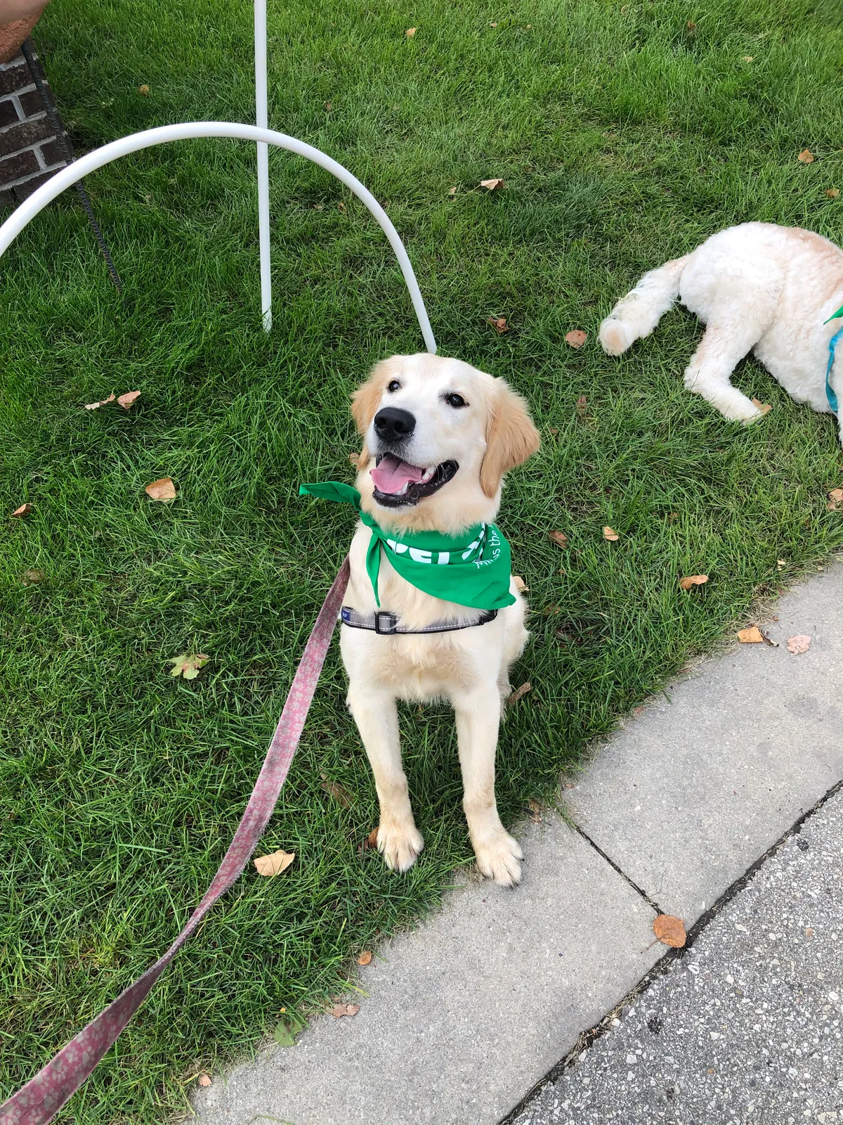 Lost dog in Milwaukee, WI, 53215