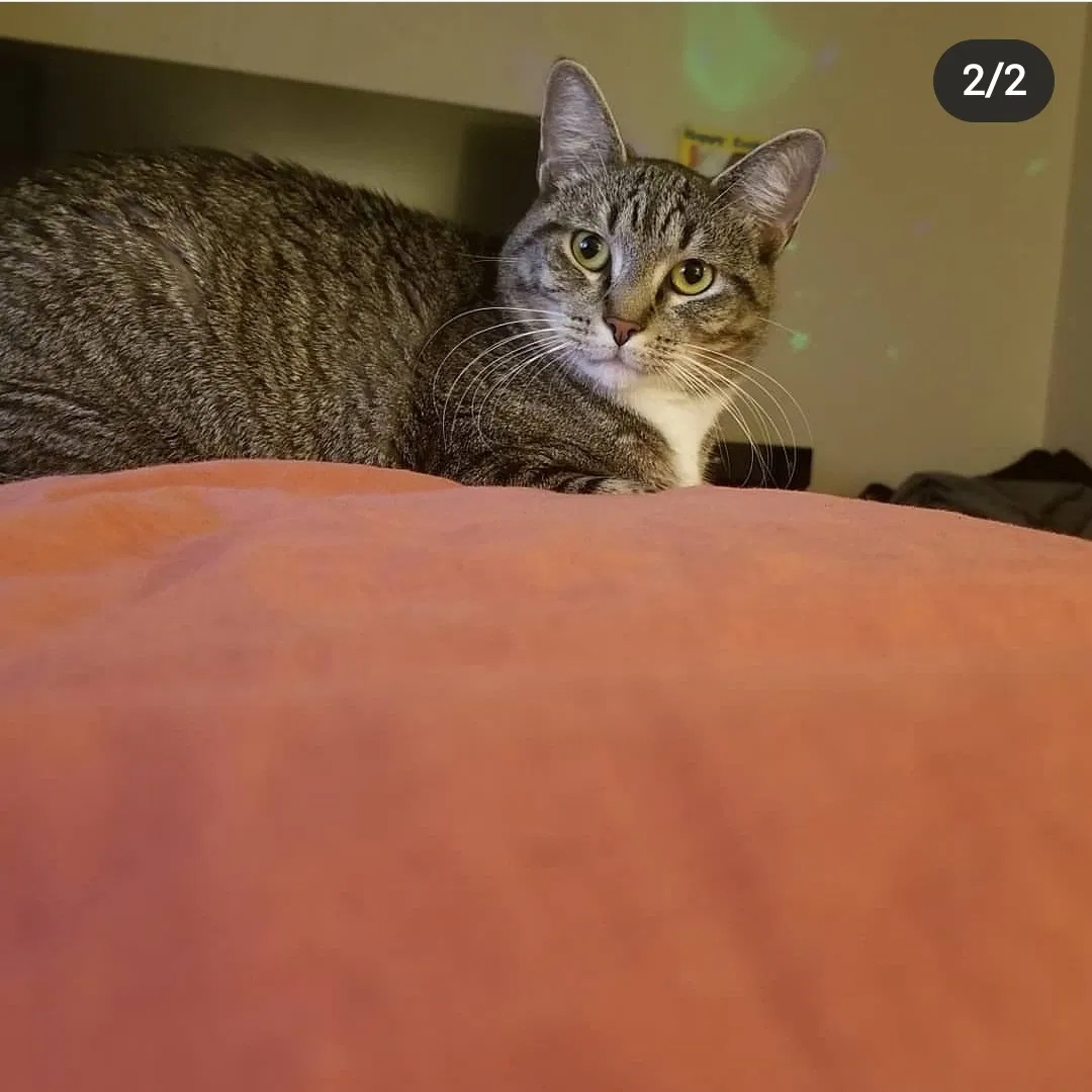 Lost cat in Columbus, OH, 43224