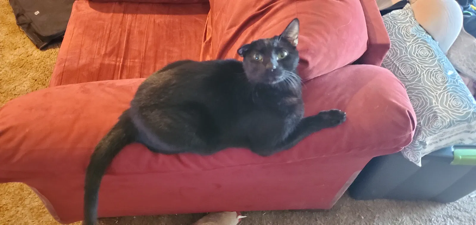 Lost cat in Garland, TX, 75043