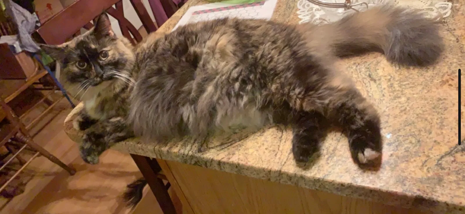 Lost cat in Columbus, OH, 43207