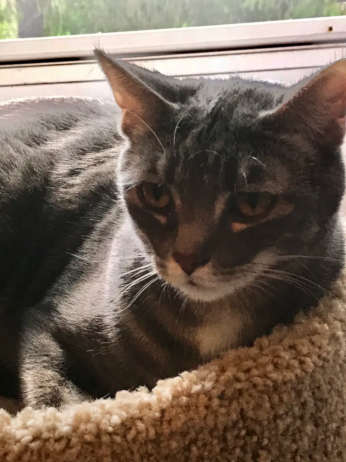 Lost cat in Madison, WI, 53705