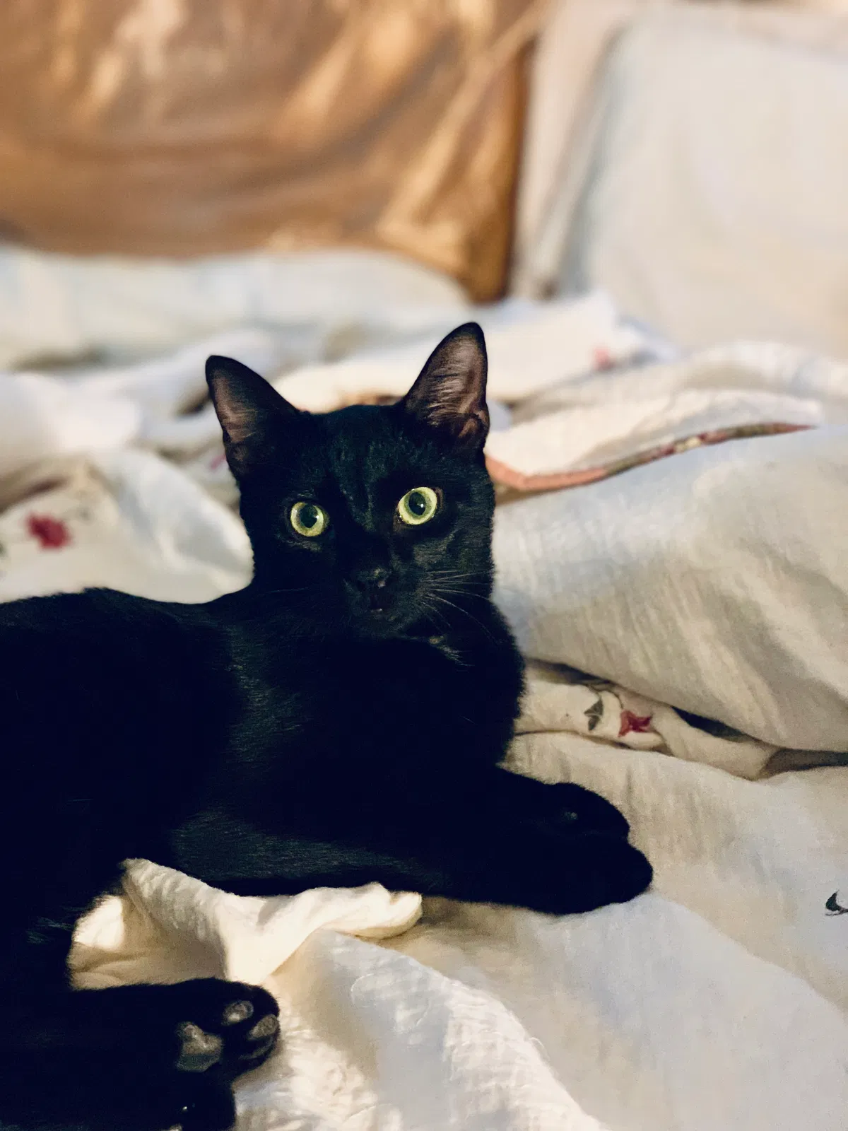 Lost cat in Champaign, IL, 61820