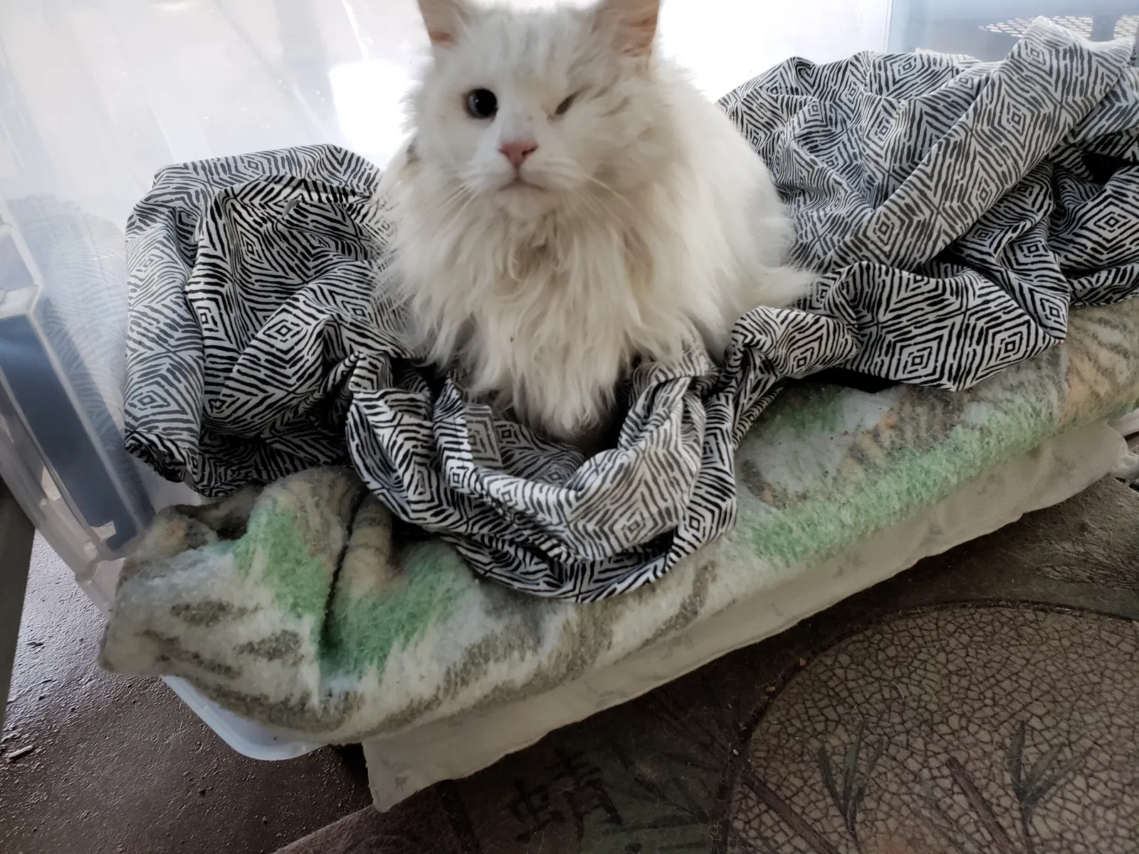 Lost cat in Mesa, AZ, 85204