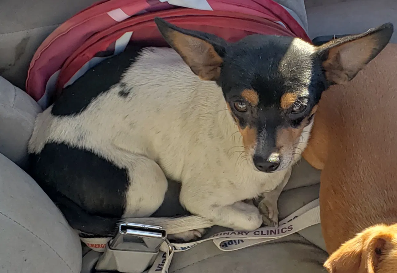 Lost dog in Salton City, CA, 92275