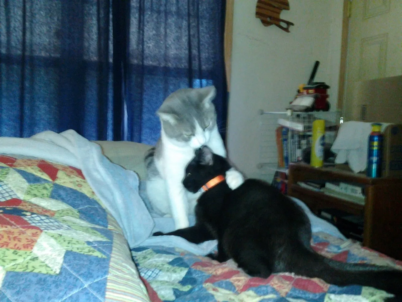 Lost cat in Phoenix, AZ, 85016