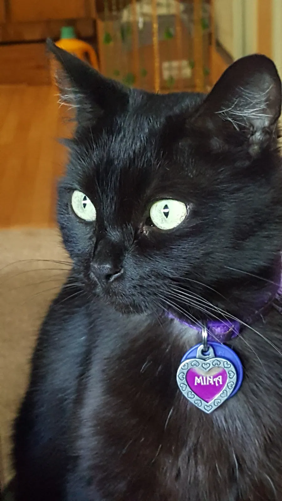 Lost cat in Centralia, WA, 98531