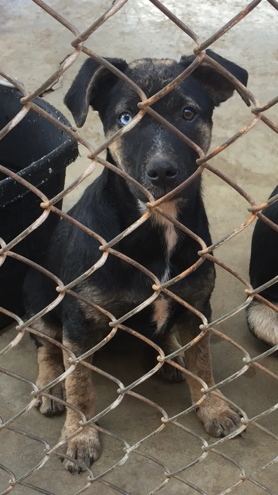 Lost dog in Pinson, AL, 35126
