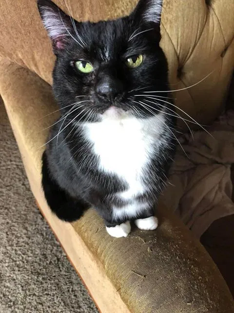 Lost cat in Seattle, WA, 98168