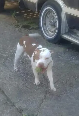 Lost dog in Richfield, OH, 44286