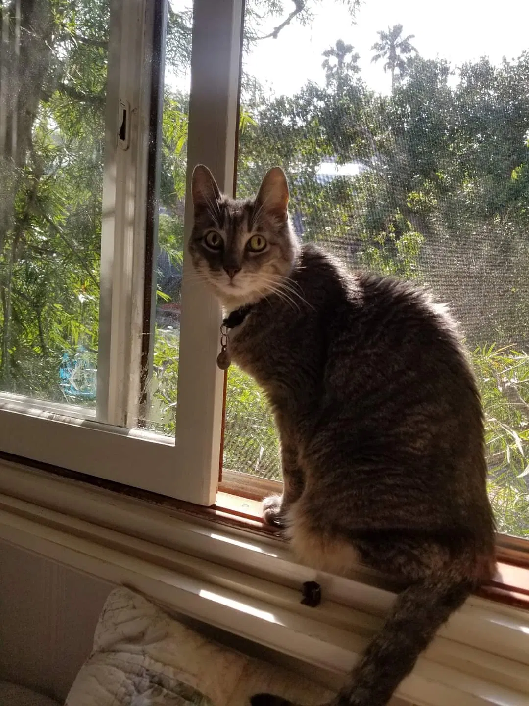 Lost cat in Malibu, CA, 90265