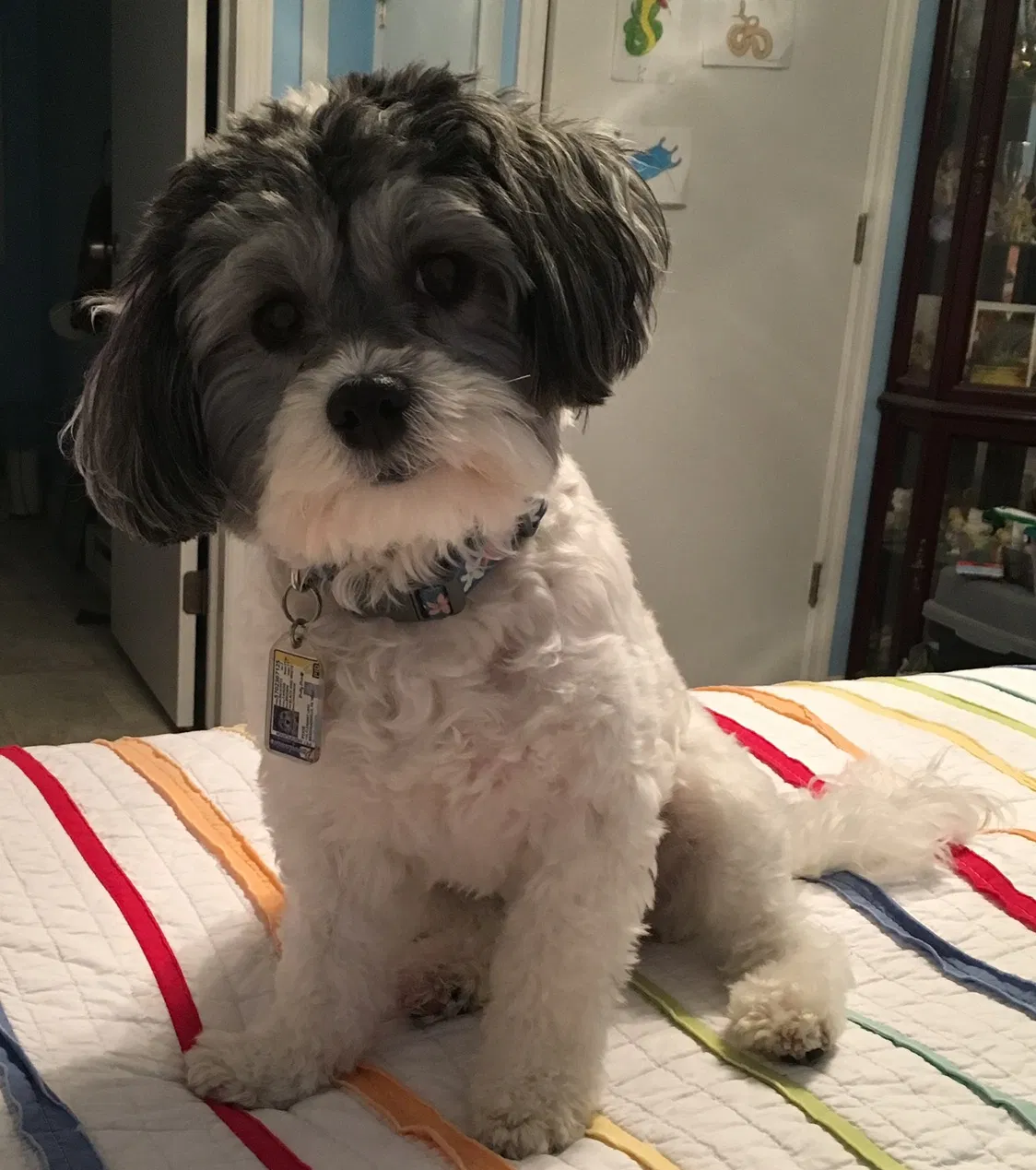 Lost dog in Brodheadsville, PA, 18322