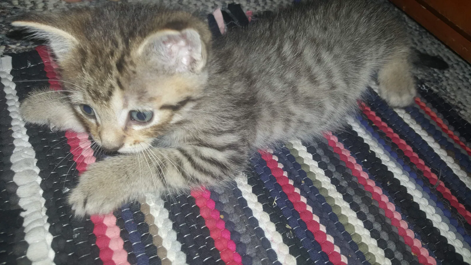 Lost cat in Trinity, NC, 27370