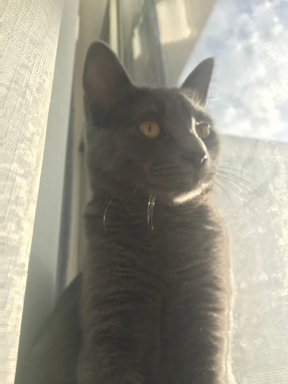 Lost cat in Rio Rancho, NM, 87144