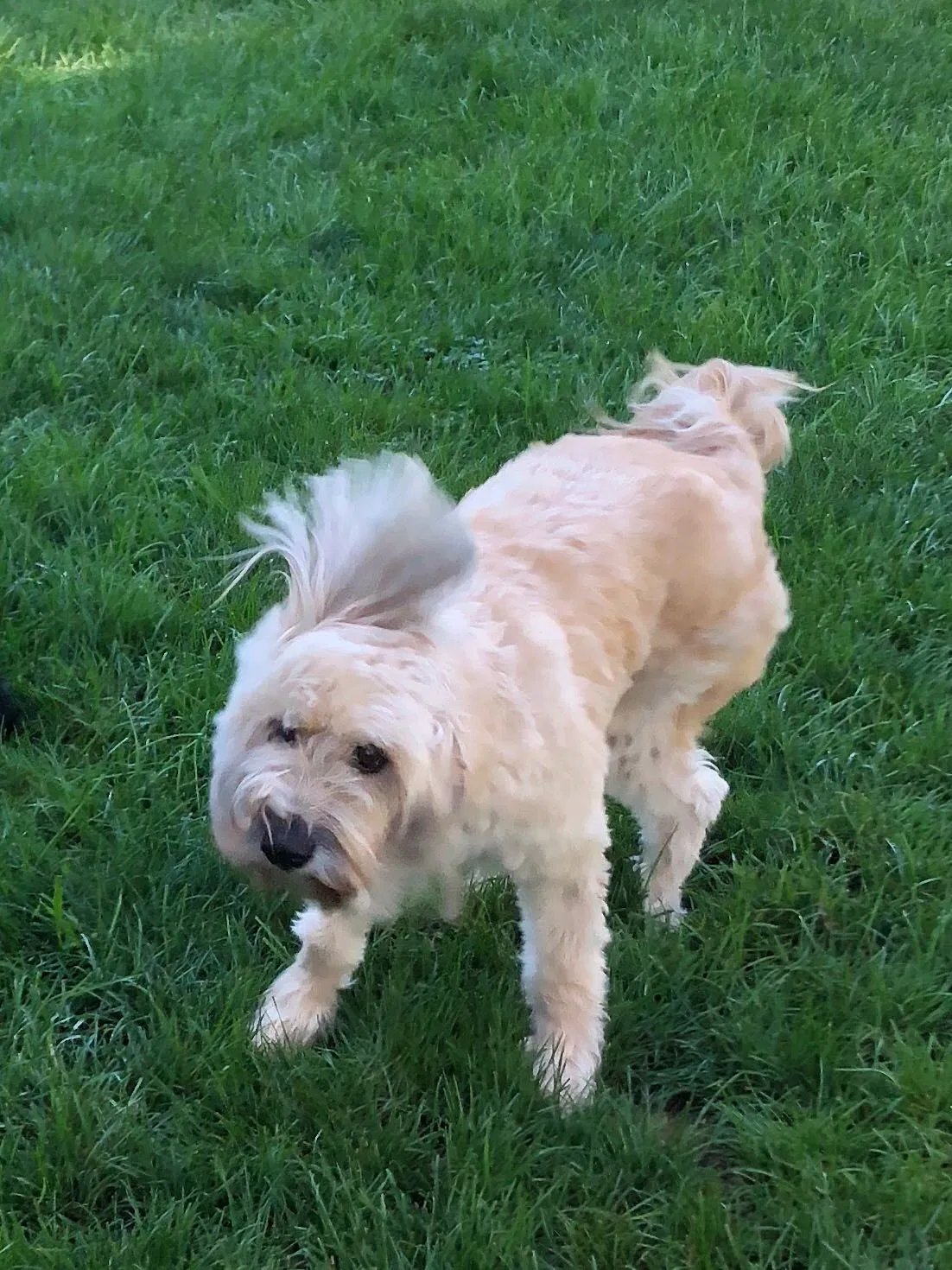Lost dog in Hendersonville, NC, 28791