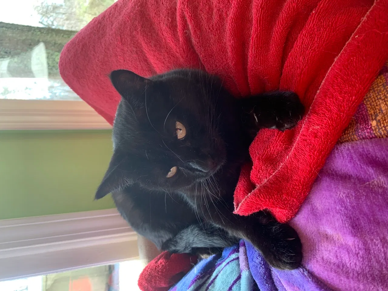 Lost cat in Taylors, SC, 29687