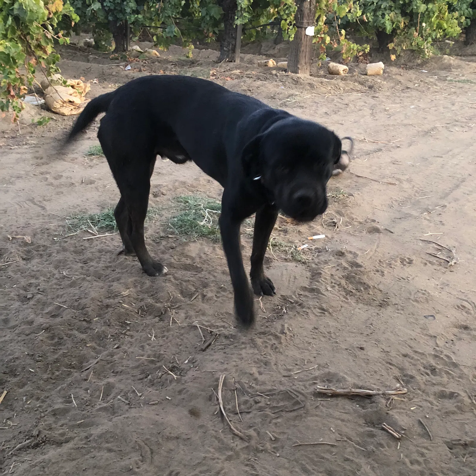 Lost dog in Corvallis, OR, 97330