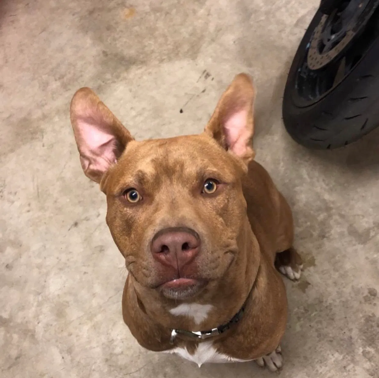 Lost dog in Jber, AK, 99506