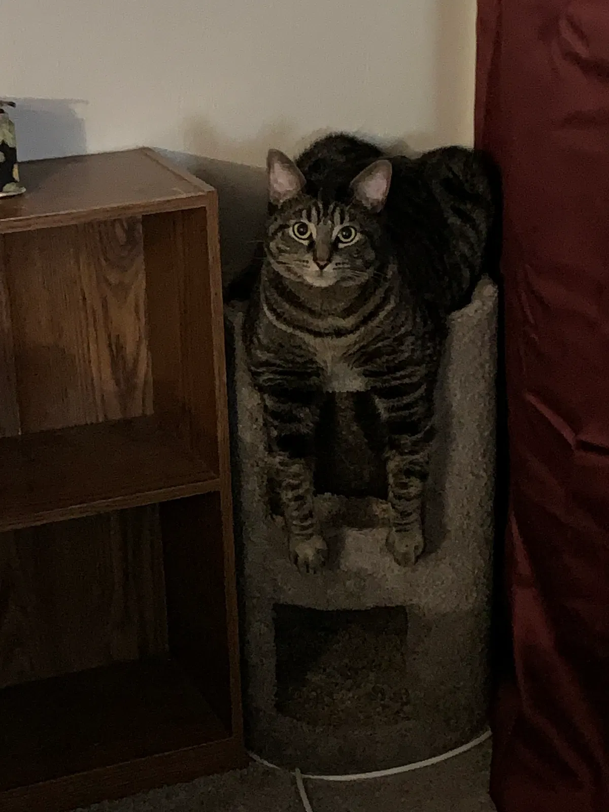 Lost cat in Unknown, WA, 99355