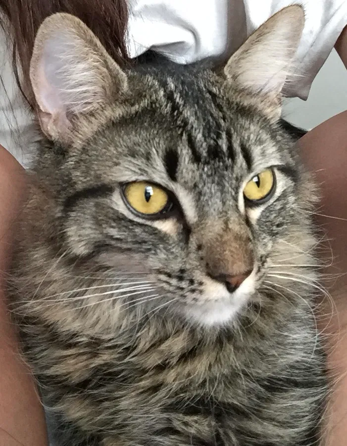 Lost cat in Fresno, CA, 93727