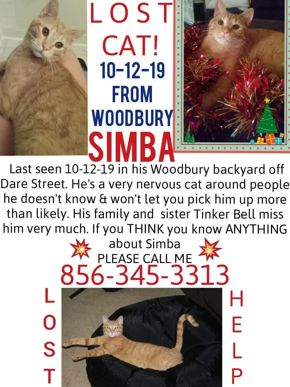 Lost cat in West Deptford, NJ, 8096