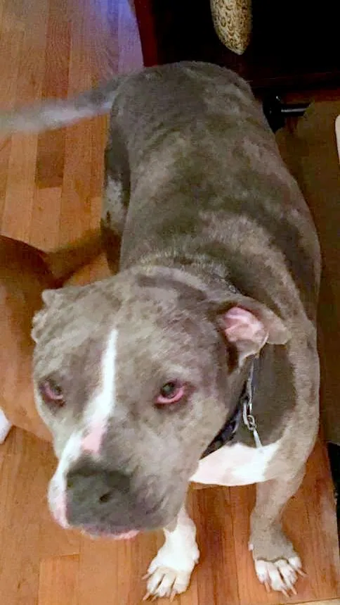 Lost dog in Roopville, GA, 30170