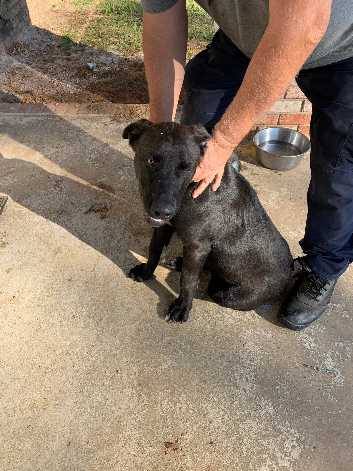 Found dog in Century, FL, 32535