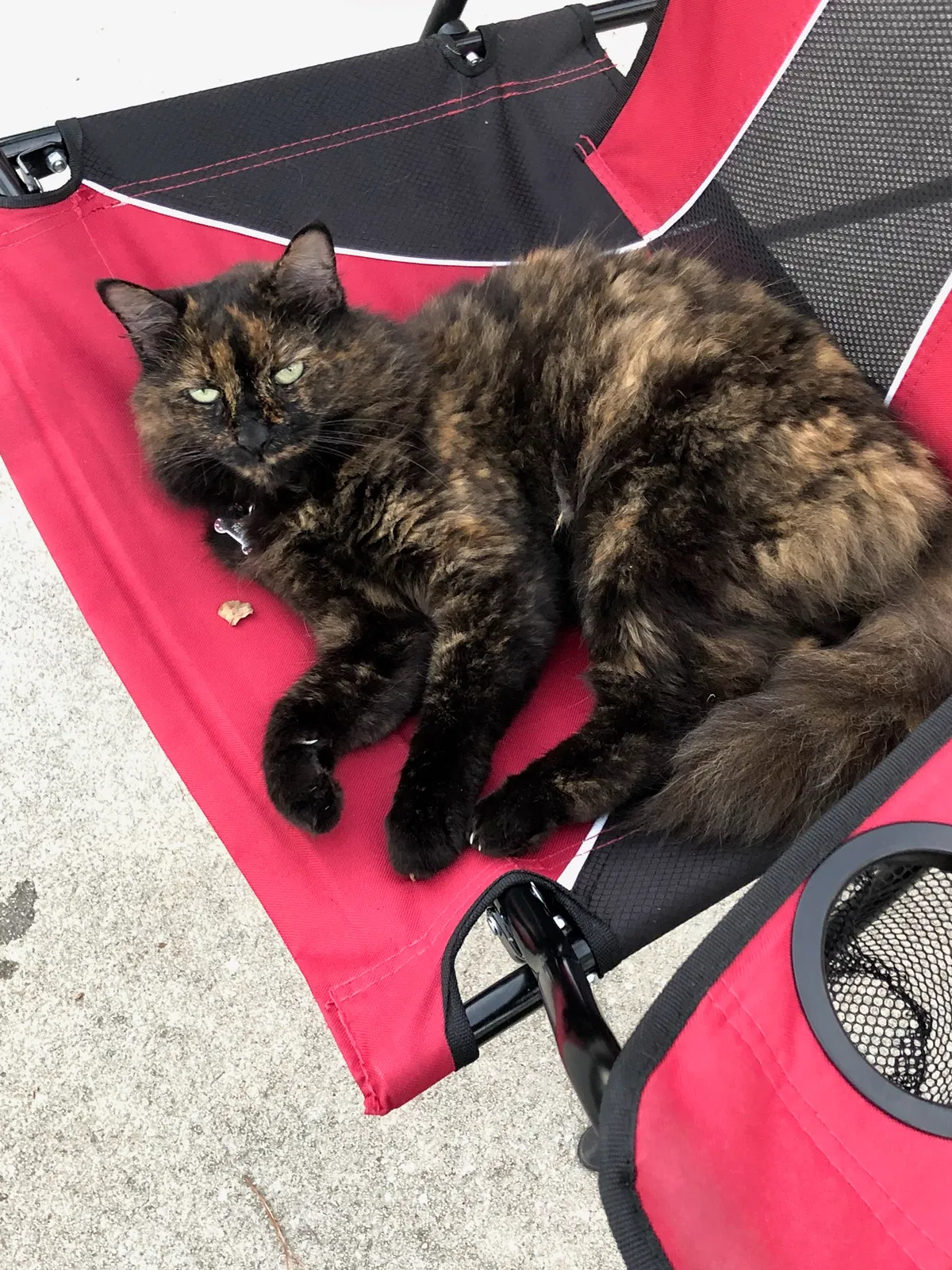 Lost cat in Florence, SC, 29501