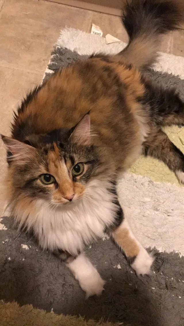 Lost cat in Minneapolis, MN, 55426