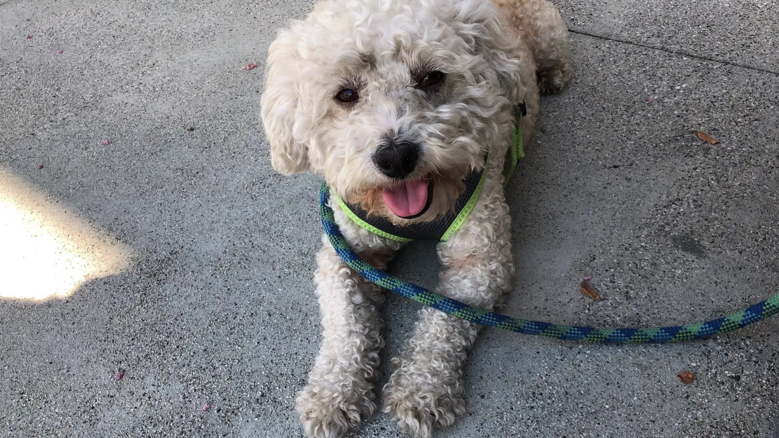 Lost dog in Los Angeles, CA, 90044