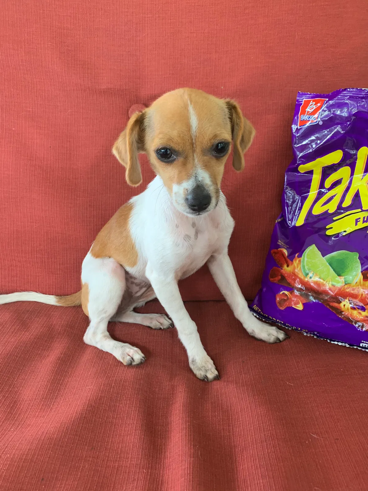 Lost dog in Fort Meade, FL, 33841